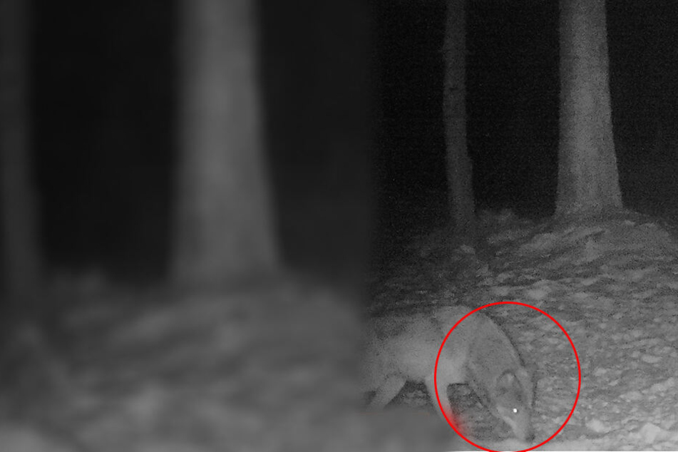Der Fotobeweis: ein Wolf nahe Rechenberg.
