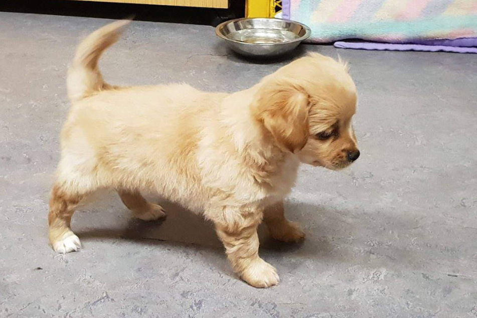 Der kleine Hundewelpe wurde von einem 15-Jährigen Mädchen vor dem Tod gerettet.