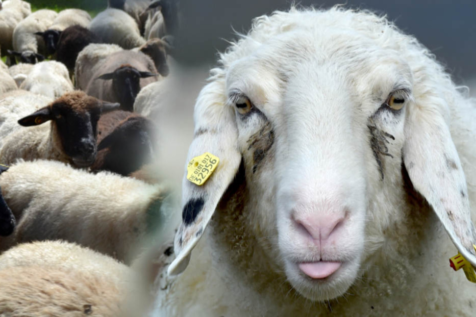 Viele Tiere waren zudem noch verletzt! (Symbolfoto)