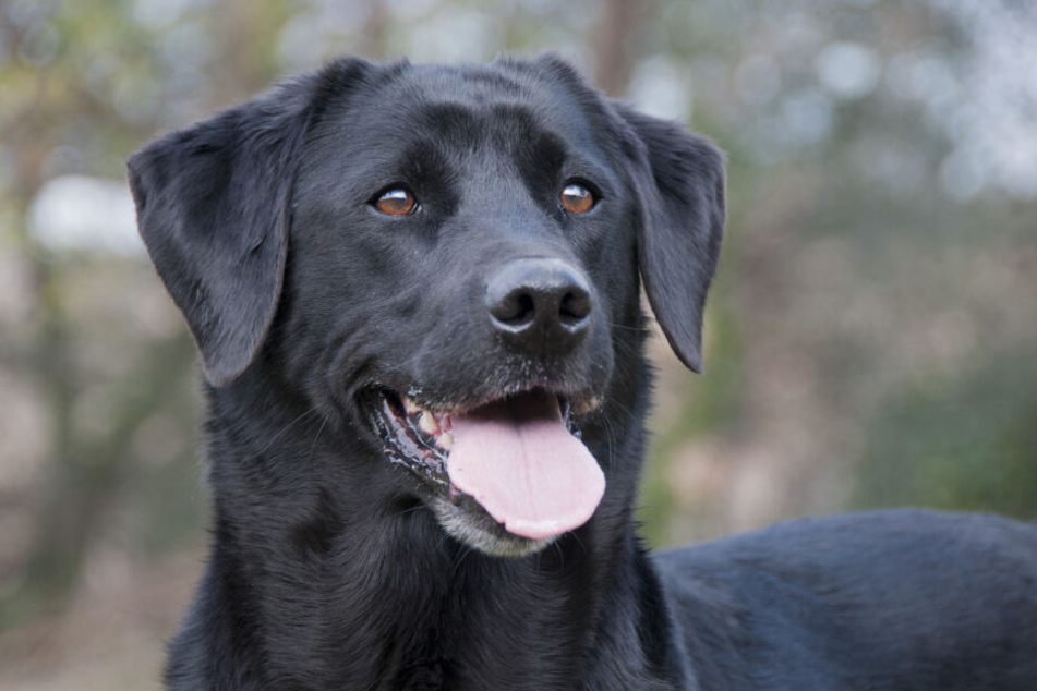 Für einen Labrador wie diesen wurde ein Traum wahr! Er wurde kurzerhand zum "Diensthund" (Symbolbild).