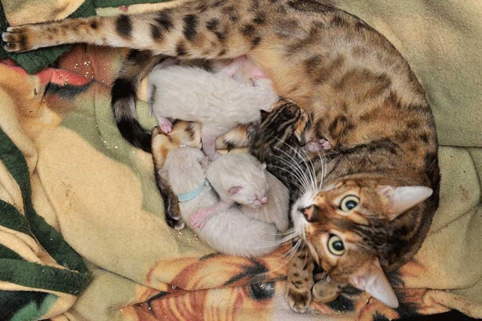 Miau: Bengalkatzen-Mama Sweety (4) mit ihren vier Minis.