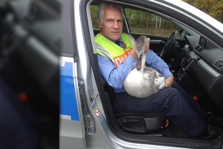 Ein erfahrener Streifenpolizist brachte den ausgebüxten Schwan zurück zu seinem Teich und entließ ihn in die Freiheit.