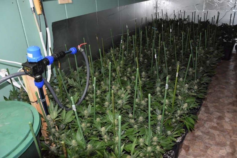 Die Polizei hat in einem Einfamilienhaus in der Gemeinde Sundhausen (Unstrut-Hainich-Kreis) eine Cannabisplantage entdeckt.