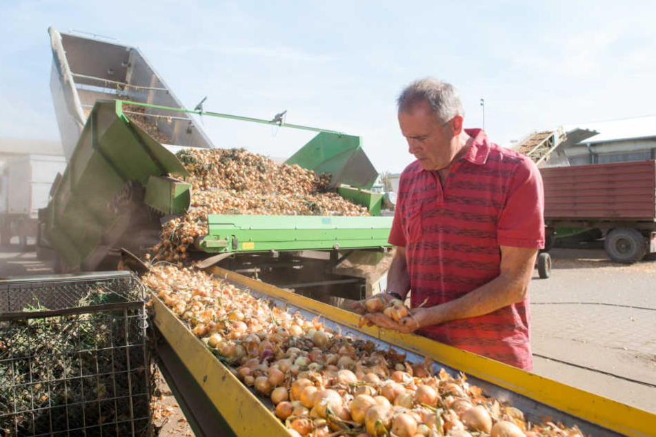 Reiner Tischler begutachtet das würzige Gemüse in Calbe (Sachsen-Anhalt).