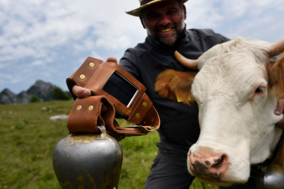 Für Kühe in Oberbayern und Tirol gibt es in diesem Sommer ein Technik-Upgrade.