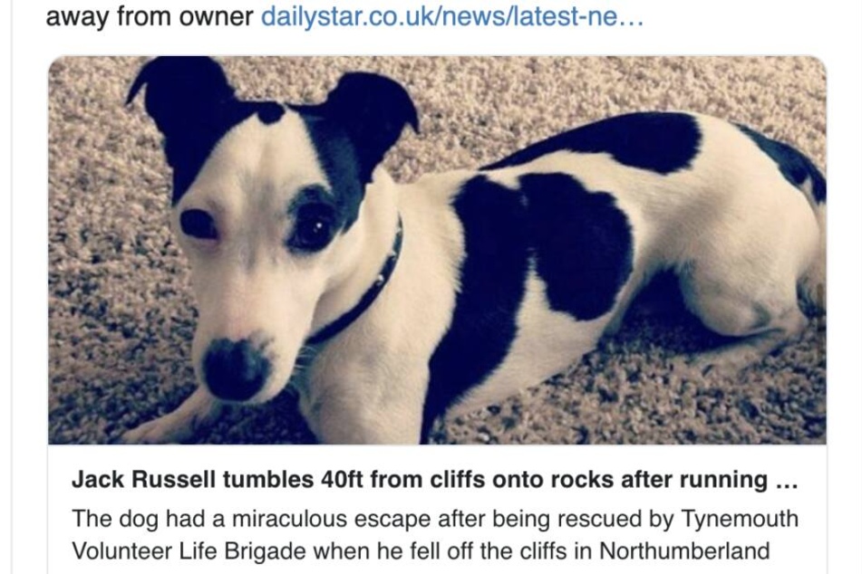 Hund Russell hatte viel Glück.