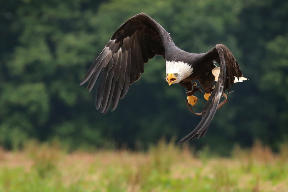 Der Greifvogel mit einer Spannweite bis zu zwei Metern ist eine Woche nach seinem verschwinden wieder aufgetaucht. (Symbolbild)