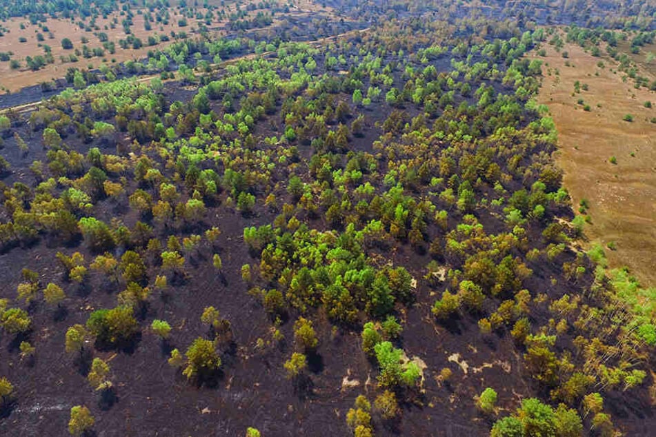 Deutlich ist die verbrannte Fläche der Heidelandschaft nach dem Waldbrand im Gebiet der Lieberoser Heide zu sehen.