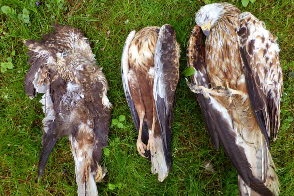 Zwei Rotmilane und ein Mäusebussard liegen tot in einer Wiese - Sie wurden mit Carbofuran vergiftet.