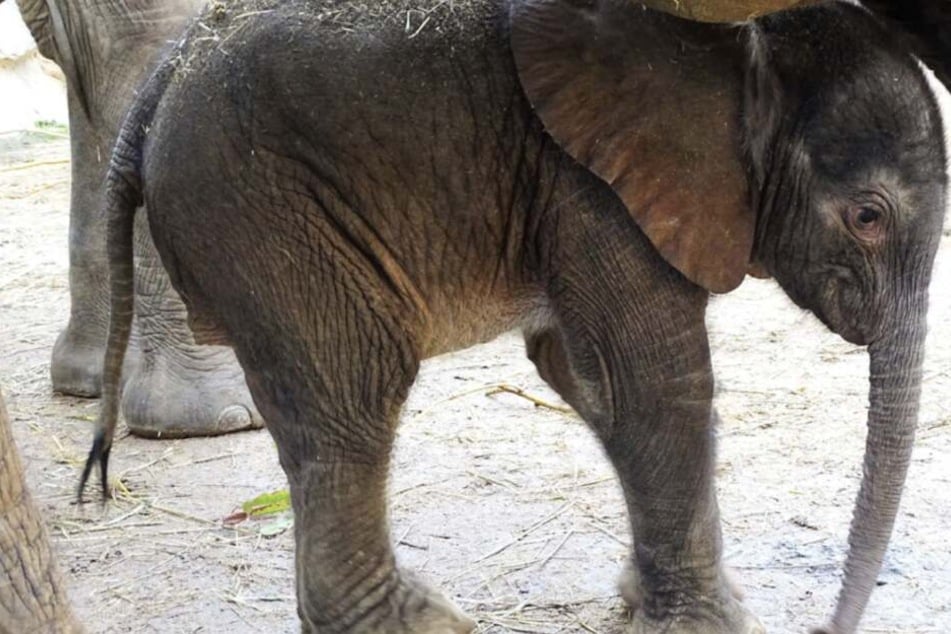 Der kleine Babyfant ist noch namenlos.