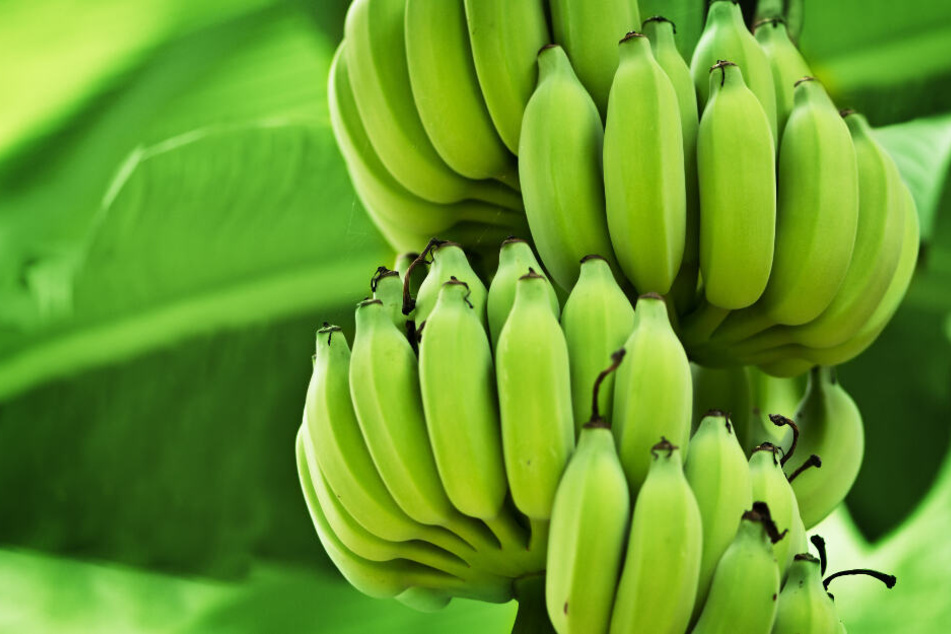 Der Verzehr von grünen Bananenschalen ist gut für den Schlaf und die Darmgesundheit.
