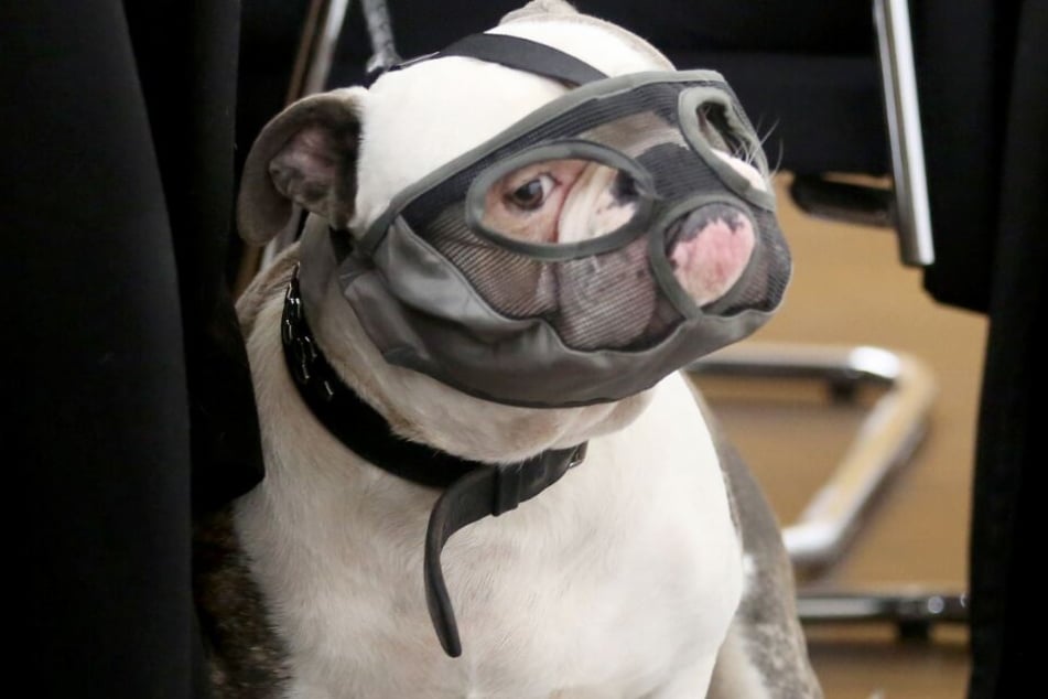 Die Klägerin erklärte, dass ihr Hund harmlos sei.