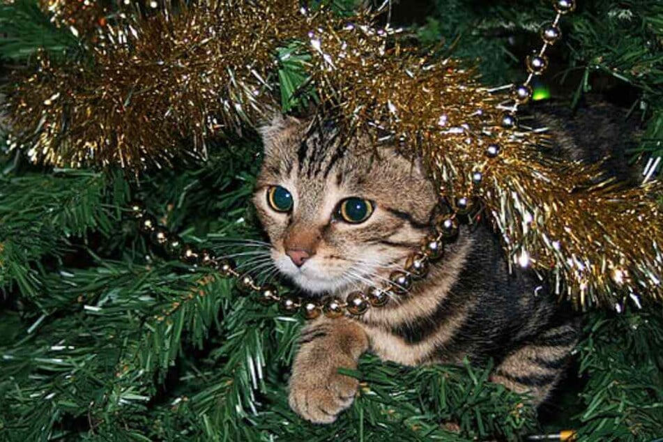 Katzen lieben es, mit dem Lametta zu spielen.