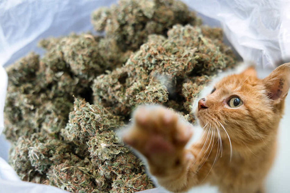 Der US-amerikanische Highfield-Besucher hatte seine Katze im Auto zurückgelassen. Die Beamten durchsuchten den Wagen und fanden dabei Drogen im Katzenklo (Symbolbild).