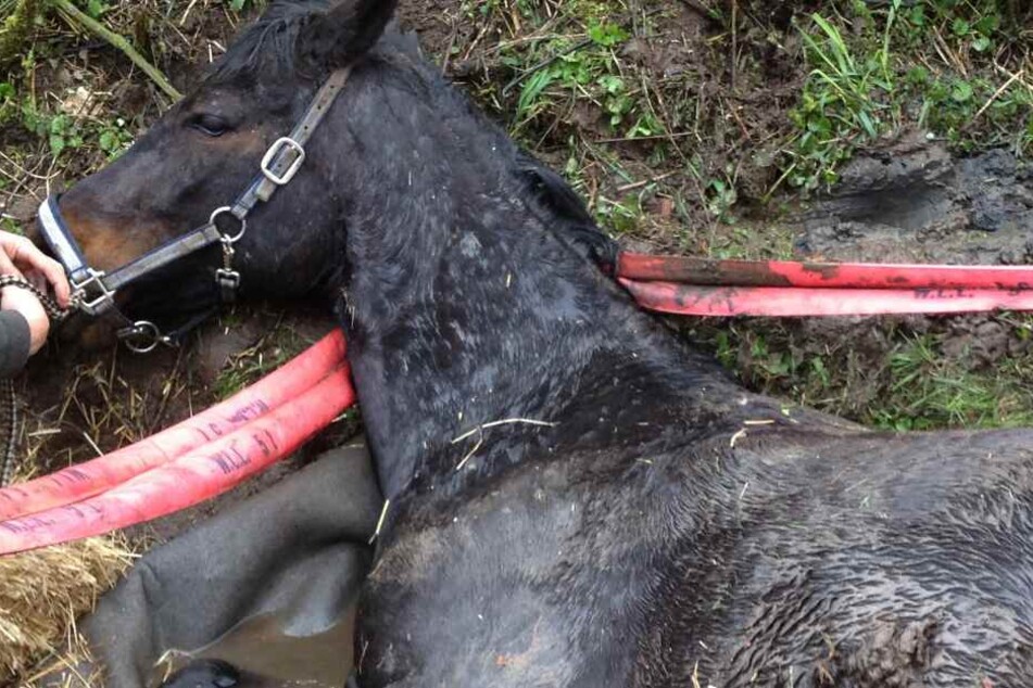 Das Pferd überlebt den Unfall nicht. (Symbolbild)