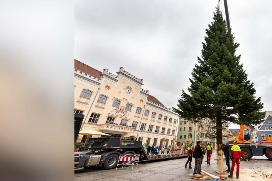 Eine Tanne aus Zwotental: Das ist der Zwickauer Weihnachtsbaum