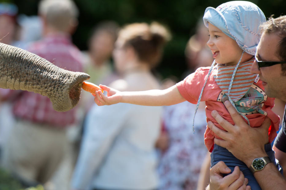 Am Montag lädt der Tierpark Hagenbeck zu seinem 111. Geburtstag ein (Archivfoto).