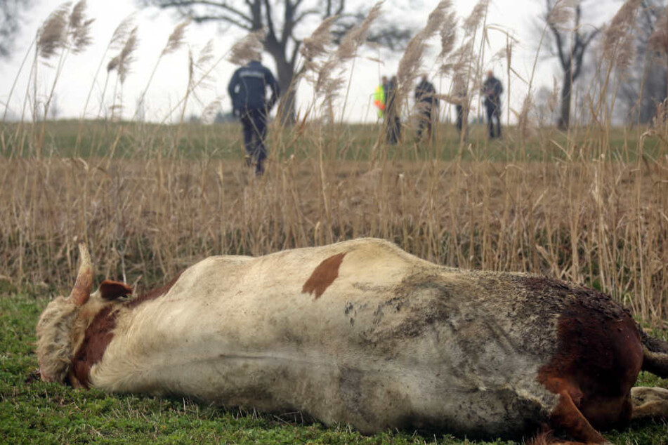Ende der Flucht: Der Stier liegt erschossen auf einer Wiese nahe Buch.