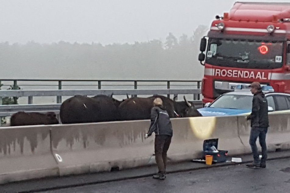 Die Wasserbüffel waren mehrere Stunden lang auf der Autobahn.