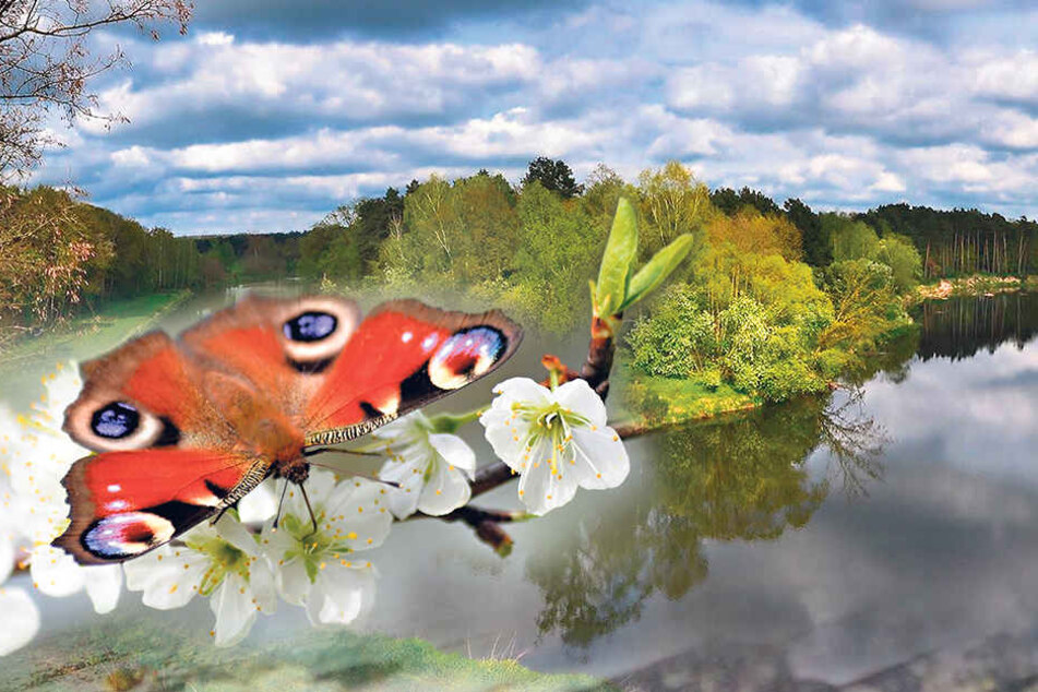 Diesen Zeitgenossen kennt wirklich
jeder. Auch an der Neiße ist
das Tagpfauenauge heimisch.
2009 wurde es zum Schmetterling
des Jahres gewählt.
