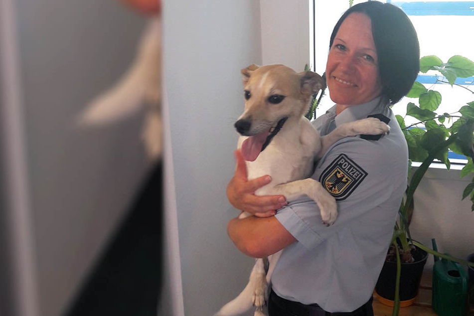 Dieser niedliche Vierbeiner wurde von der Polizei versorgt. Wer kennt den Besitzer?
