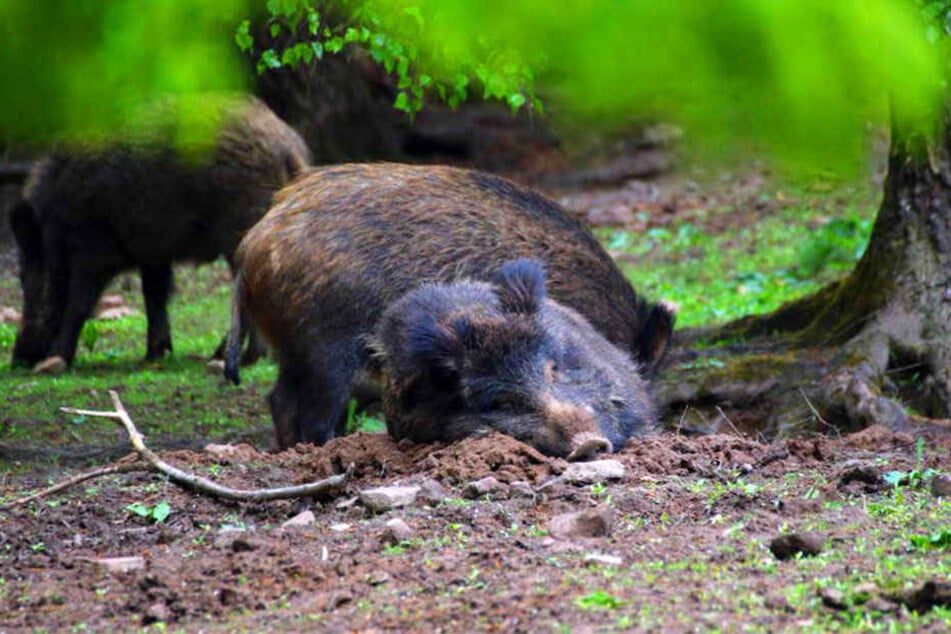 Zum Leidwesen der Bauern durchpflügen Wildschweine im Winter Felder, um nach Würmern, Käfern und Larven zu suchen.