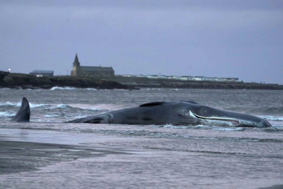 Der Kadaver eines Pottwals in Newbiggin-By-The-Sea. (Archivbild)