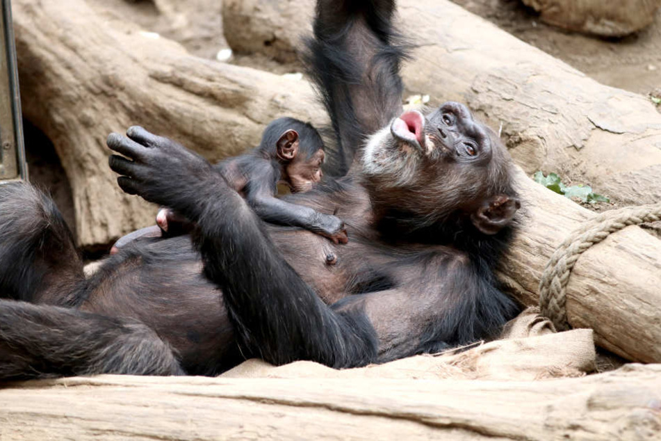 Schimpansin Natascha ist mit ihrem süßen Jungtier im Zoo Leipzig zu sehen.