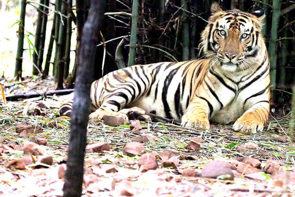 Mehrere Tiger kamen im Chitwan-Nationalpark ums Leben.