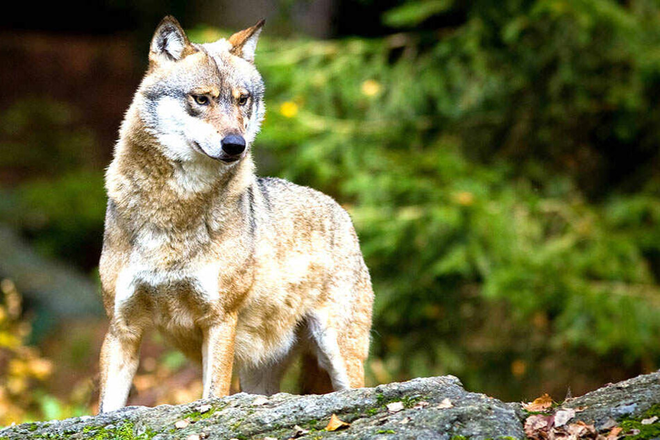 Wie man mit dem Wolf umgehen sollte, sehen die Parteien sehr verschieden.