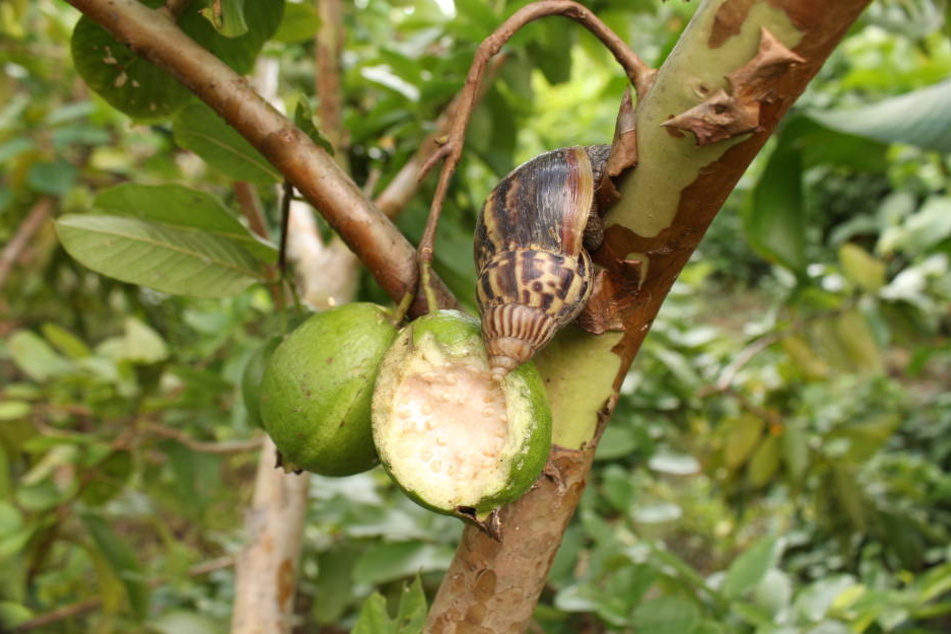 Die ostafrikanische Riesenschnecke bedroht Kuba.