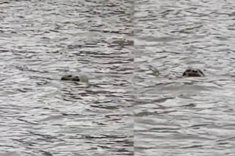 Der Seehund zeigte sich für wenige Augenblicke an der Wasseroberfläche.