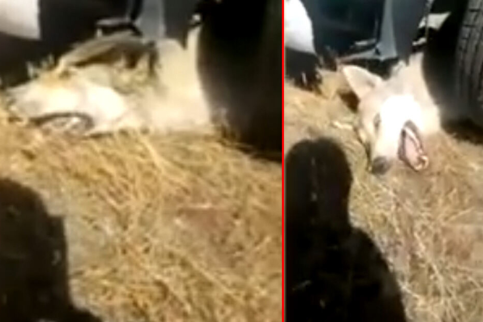 Der Wolf klemmt unter dem Auto des Hirten.