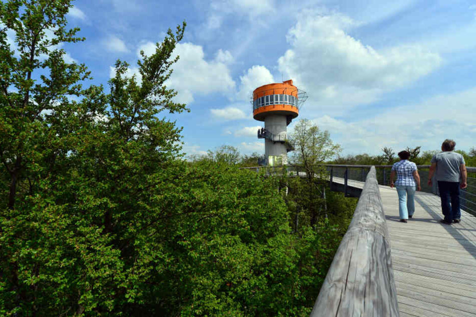 Der Baumkronenpfad im Hainich gehört zu den größten Touristenattraktionen in Thüringen.