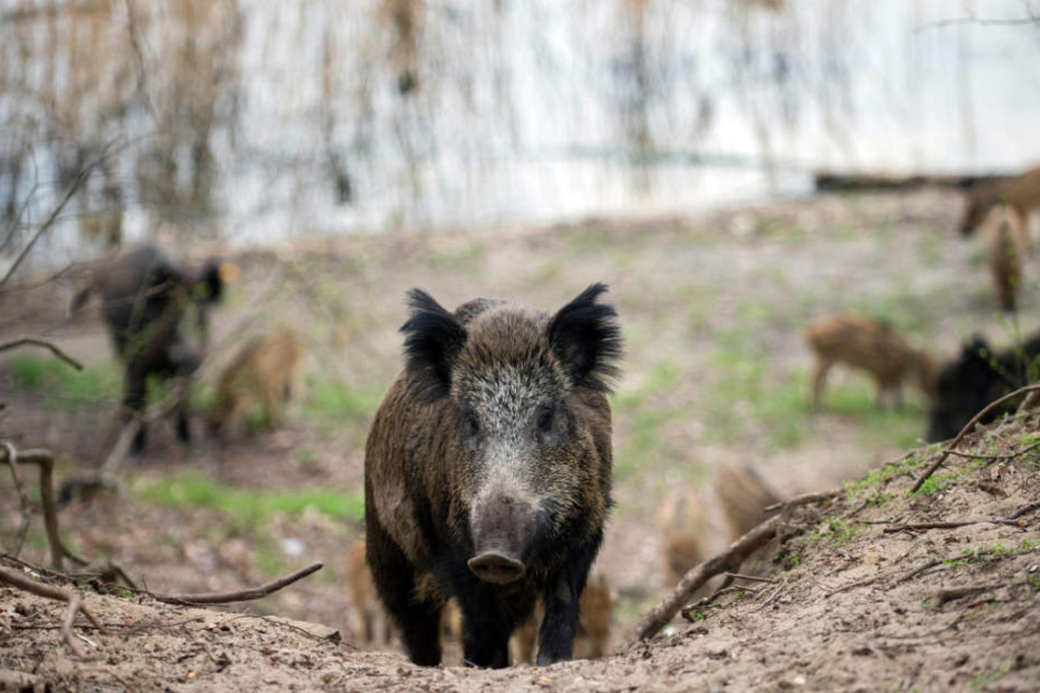 Etwa zwei Drittel des Wildschwein-Bestandes werden jedes Jahr getötet. (Symbolbild)