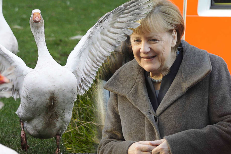 Kanzlerin Merkel (62, CDU) bezieht seit Jahren eine Pommerngans vom Pensionär Molkentin - nun wartet die Gans im Stall auf Weihnachten.