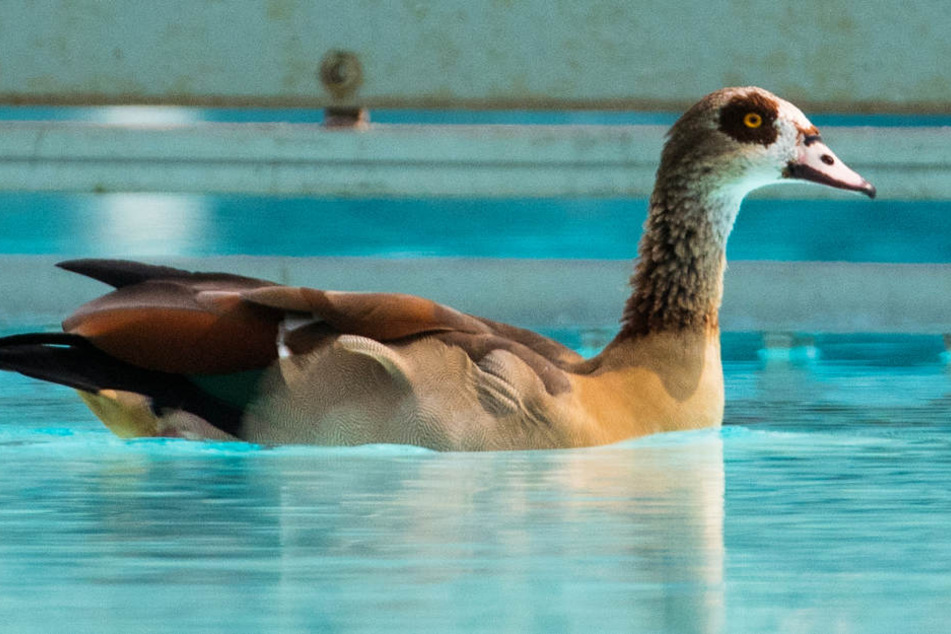 Die Nilgänse im Brentanobad beschäftigen schon seit längerer Zeit die Stadtverwaltung (Archivbild).