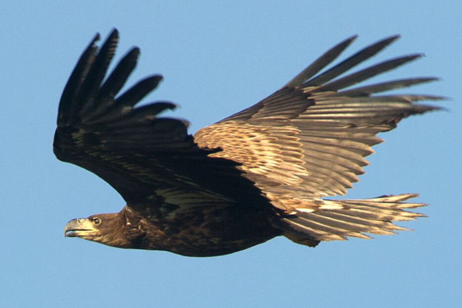 Majestätisch gleitet ein Seeadler durch die Luft. (Archivbild)