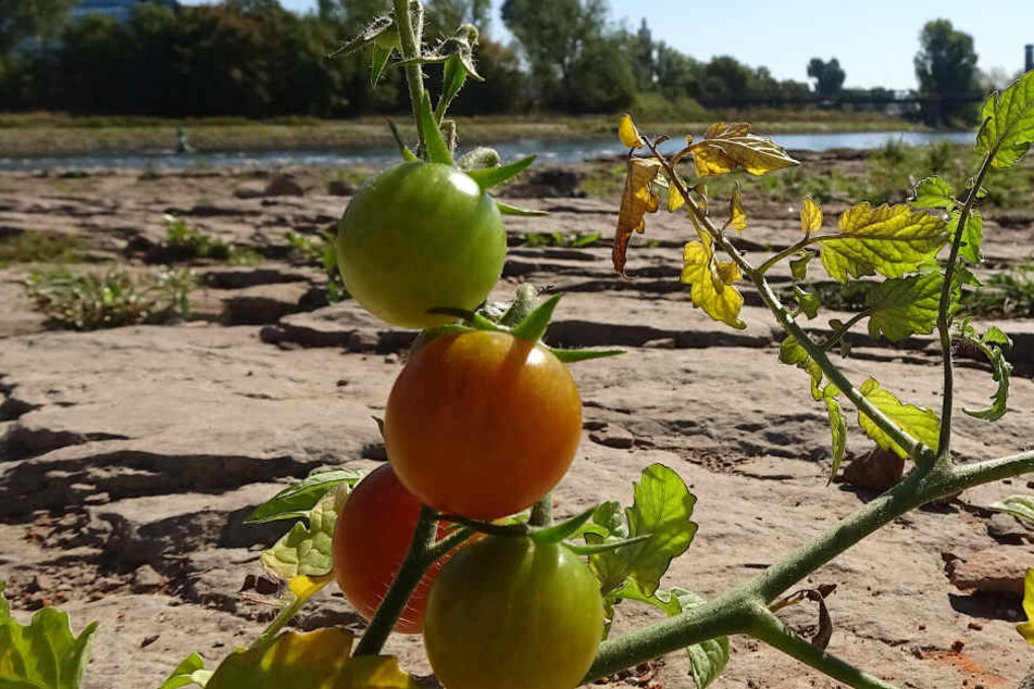 Wo Vor Kurzem Noch Die Elbe Floss Wachsen Jetzt Tomaten Tag24