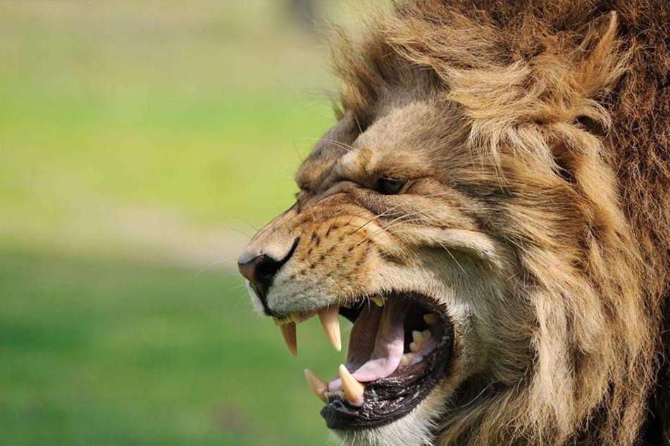 Die Aufzucht von Löwen zur späteren Jagd ist in Südafrika legal. (Symbolbild)