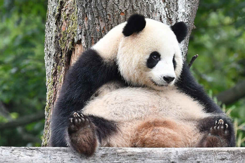 Die Panda-Dame ist sehr fokussiert auf ihren Pfleger, der sie täglich trainiert.