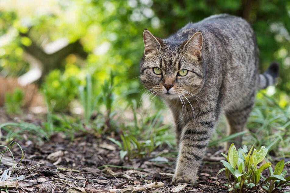 Wer hat auf den 15 Jahre alten Kater geschossen? (Symbolbild)
