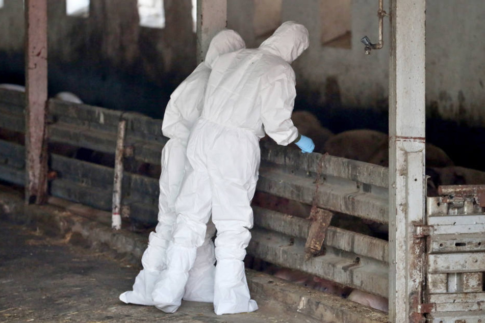 Tiermediziner stehen in einem Schweinestall und untersuchen die Tiere. (Archivbild)