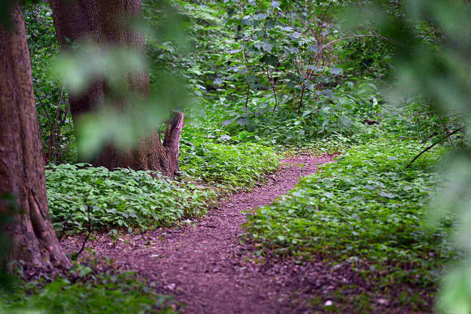 In einem Gebüsch neben dem Waldweg entdeckten die Frauen den Mann. (Symbolbild)