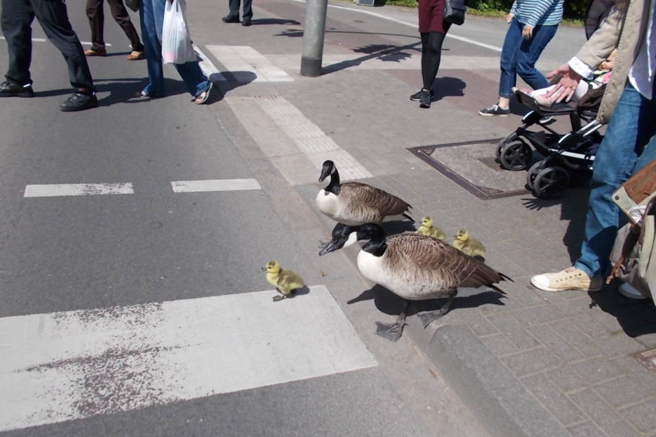 Die Feuerwehr begleitete die Gänsefamilie zurück zu ihrem Weiher.