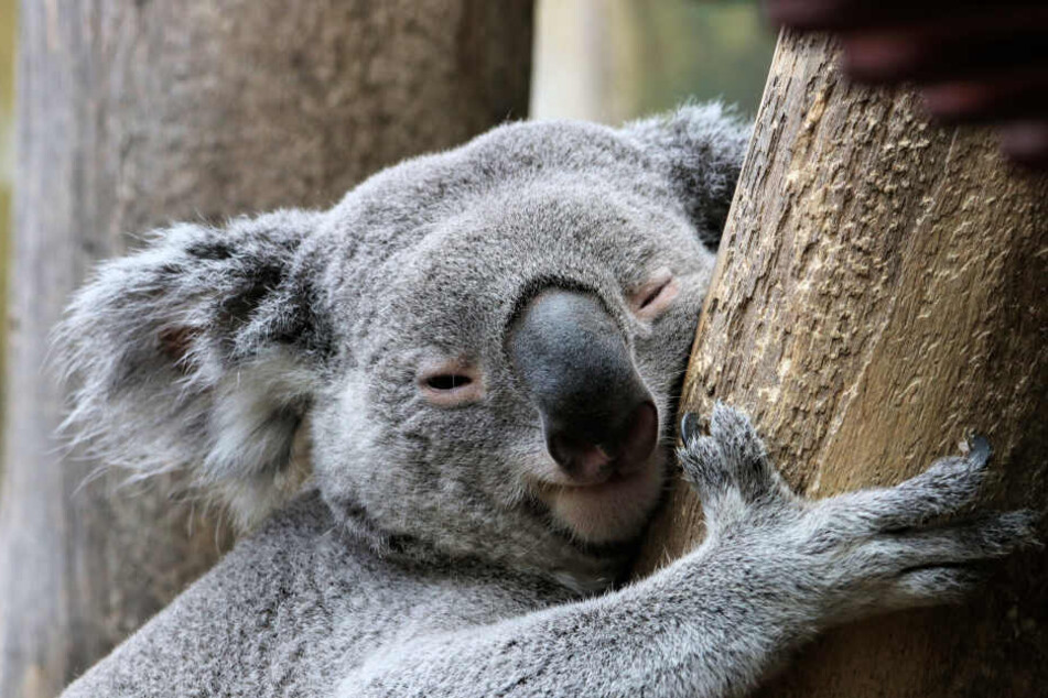 Koalas mitten in Leipzig.