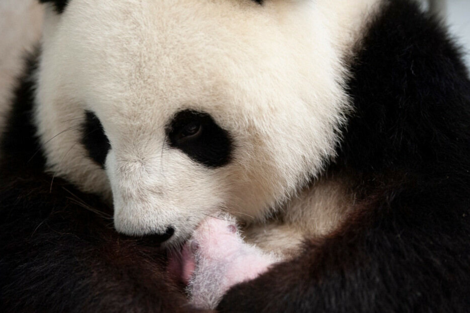 Panda-Weibchen Meng Meng hält ihren Nachwuchs im Arm.