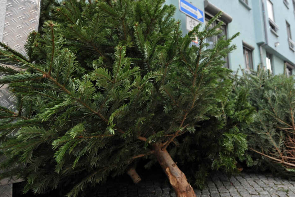 Derzeit liegen überall im Erfurter Stadtgebiet die Bäume zur Abholung bereit.