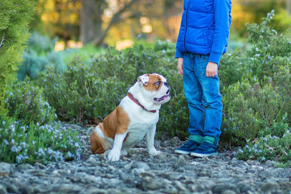 Einen Kampfhund wollte die Familie wegen Sohn Michel (4) nicht. (Symbolbild)