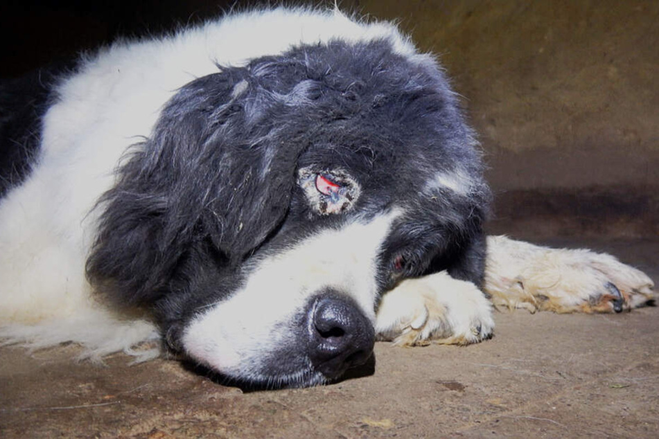 Ein Hund leidet an einer chronischen Augenentzündung. Es ist ganz rot.